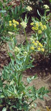 Apium graveolens: Selleriepflanze