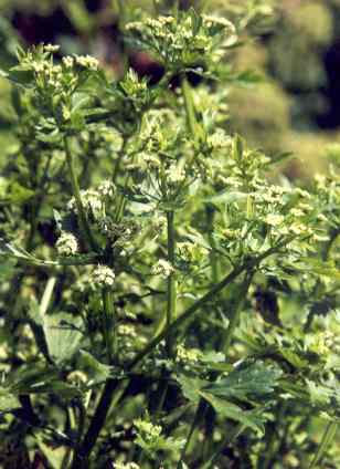 Apium graveolens: Blühender Sellerie
