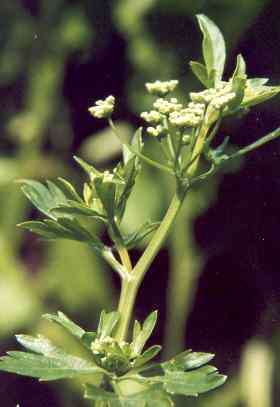 Apium graveolens: Celery inflorescence