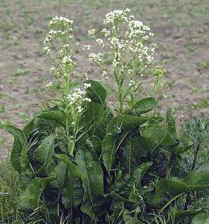 Armoracia rusticana: Meerrettich (blühende Pflanze)