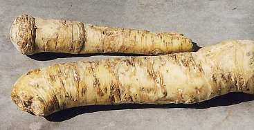 Armoracia rusticana: Meerrettich-Wurzel (Krenwurz)