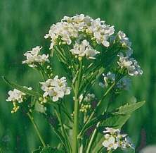 Armoracia rusticana: Meerrettichblüte