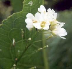 Armoracia rusticana: Meerrettichblüte