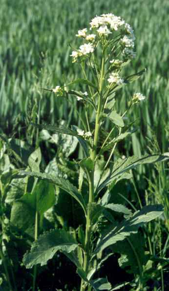 Armoracia rusticana: Merrettich-Blüten