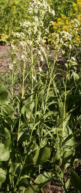 Armoracia rusticana: Blüender Meerrettich