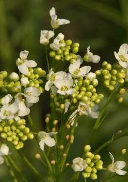 Armoracia rusticana: Meerrettichblüten