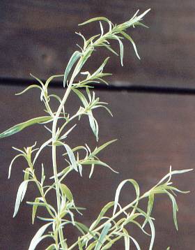 Artemisia dracunculus: French tarragon
