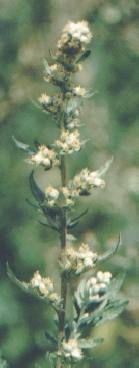 Artemisia vulgaris: Beifußblüten