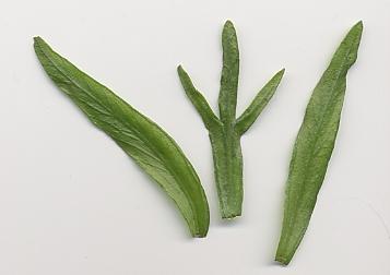 Artemisia dracunculus: Tarragon leaves
