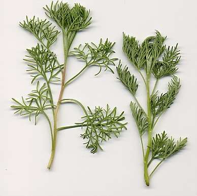 Artemisia abrotanum: Southernwood leaves