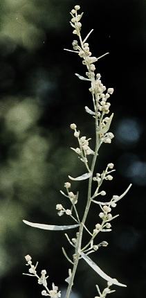 Artemisia dracunculus: Flowering French tarragon