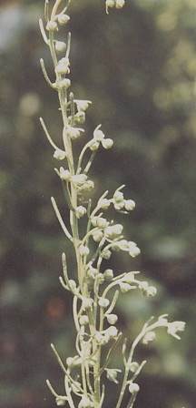 Artemisia abrotanum: Blühender Eberrautenzweig