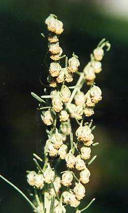 Artemisia abrotanum: Eberrautenblüten