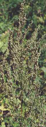 Artemisia vulgaris: Mugwort plants