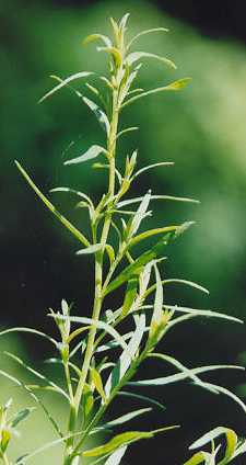 Artemisia dracunculus f. redowski: Russian tarragon