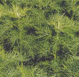 Artemisia abrotanum: Southernwood shrub