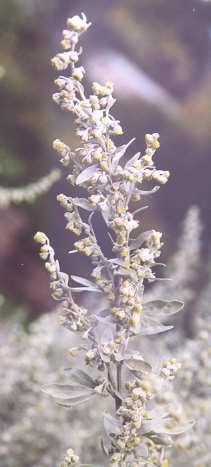 Artemisia absinthium: Wermut-Blüten