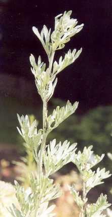 Artemisia absinthium: Steriler Wermutsproß