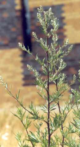 Artemisia vulgaris: Mugwort plant