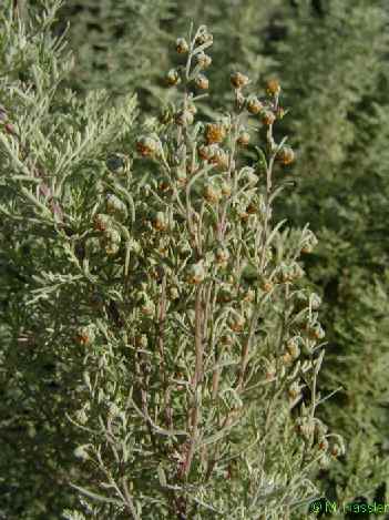 Artemisia pontica: Pontic wormwood, the absinthe plant