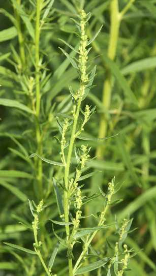 Artemisia dracunculus f. redowski: Blühender russischer Estragon