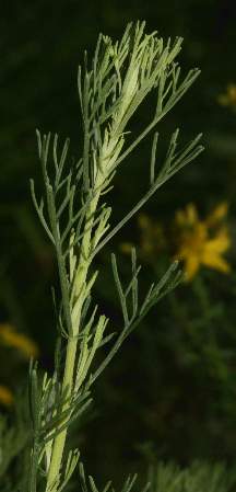 Artemisia abrotanum: Southerwood sterile shoot