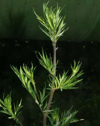Artemisia vulgaris: Mugwort branch