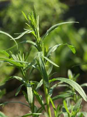 Artemisia dracunculus f. redowski: Russischer Estragon