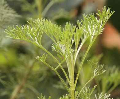 Artemisia abrotanum: Southerwood plant growing in Patan/Nepal