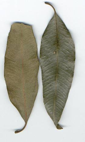 Backhousia citriodora: Lemon myrtle leaves