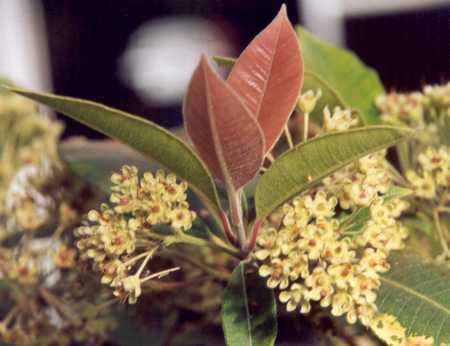 Backhousia citriodora: Wiltered lemon myrtle flowers