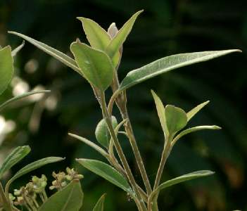 Backhousia citriodora: Lemon myrtle branch