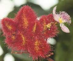 Bixa orellana: Annatto flower and immature capsules