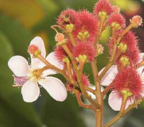 Bixa orellana: Achiote-Blüte und junge Früchte