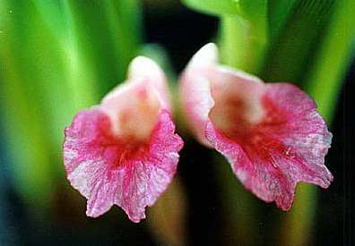 Boesenbergia pandurata: Fingerroot flower