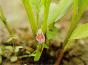 Boesenbergia pandurata: Fingerroot plant