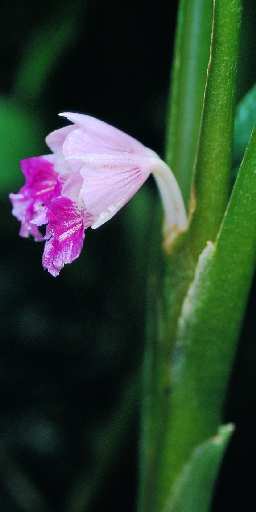 Boesenbergia pandurata: Chinese keys flower