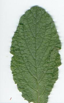 Borago officinalis: Borage leaf