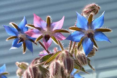 Borago officinalis: Borage young pink flower