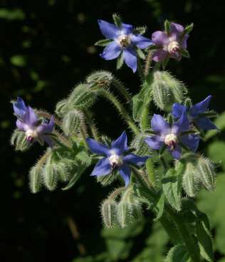 Borago officinalis: Borretsch-Blüten