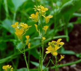 Brassica nigra: Schwarzer Senf (blühende Pflanze)