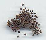 Brassica nigra: Black mustard seeds