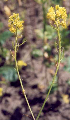 Brassica nigra: Black mustard flowers