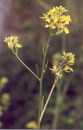 Brassica nigra: Flowering black mustard