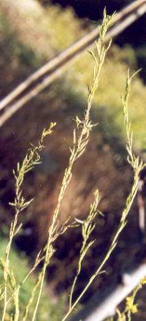 Brassica nigra: Ripening black mustard pods