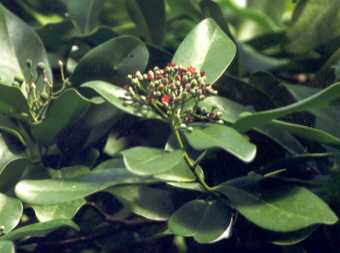 Canella winterana: Branche with flowers