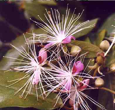 Capparis spinosa: Caper flowers