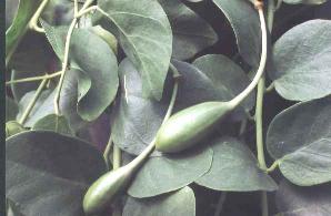 Capparis spinosa: Fruchtende Kapernpflanze