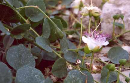 Capparis spinosa: Caper branch with flower and fruit