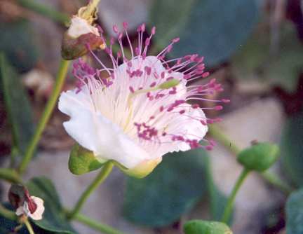Capparis spinosa: Young caper flower